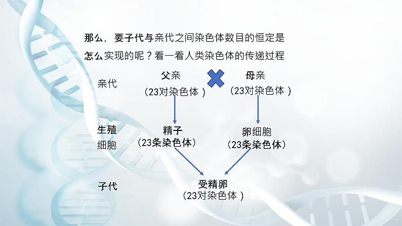 第三节 人类染色体与性别决定  课件教案07