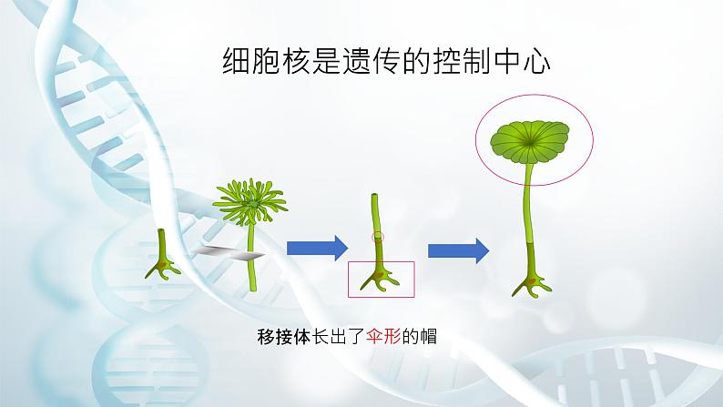 第一节 遗传的物质基础 课件教案07