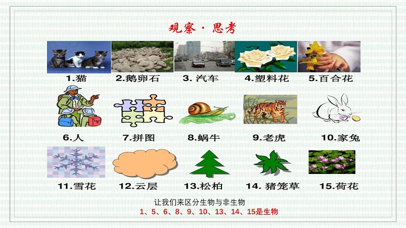 1.1.2 生物的特征（跟踪训练）（含答案） 2024-2025学年七年级生物上学期同步课件+分层练（2024人教版）05