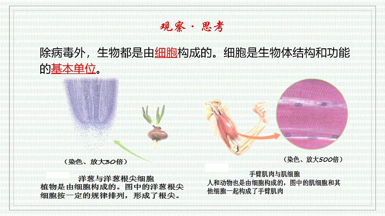 1.1.2 生物的特征（跟踪训练）（含答案） 2024-2025学年七年级生物上学期同步课件+分层练（2024人教版）08