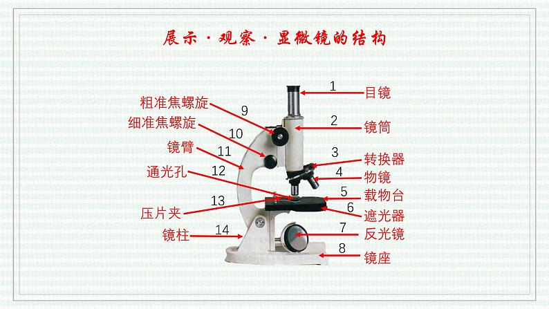 1.2.1 学习使用显微镜（跟踪训练）（含答案） 2024-2025学年七年级生物上学期同步课件+分层练（2024人教版）05