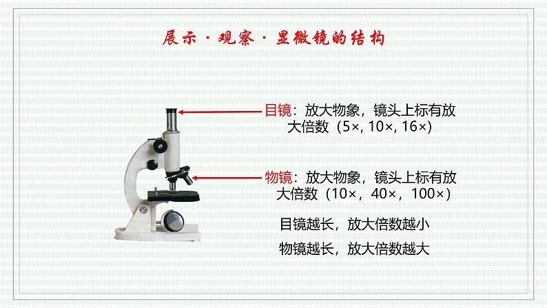 1.2.1 学习使用显微镜（跟踪训练）（含答案） 2024-2025学年七年级生物上学期同步课件+分层练（2024人教版）06