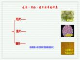 1.2.2 植物细胞（跟踪训练）（含答案） 2024-2025学年七年级生物上学期同步课件+分层练（2024人教版）