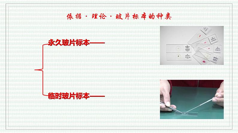 1.2.2 植物细胞（跟踪训练）（含答案） 2024-2025学年七年级生物上学期同步课件+分层练（2024人教版）05