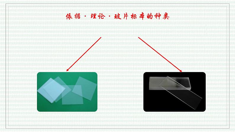 1.2.2 植物细胞（跟踪训练）（含答案） 2024-2025学年七年级生物上学期同步课件+分层练（2024人教版）06