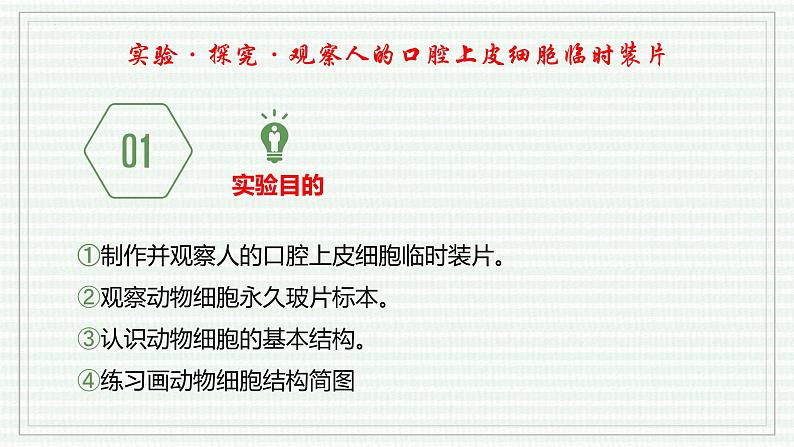 1.2.3 动物细胞（跟踪训练）（含答案） 2024-2025学年七年级生物上学期同步课件+分层练（2024人教版）04