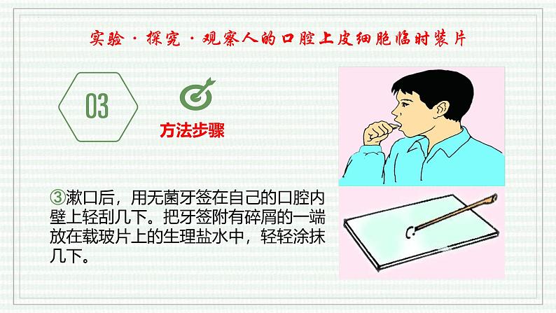 1.2.3 动物细胞（跟踪训练）（含答案） 2024-2025学年七年级生物上学期同步课件+分层练（2024人教版）08