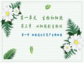 1.3.1 细胞通过分裂产生新细胞 （跟踪训练）（含答案） 2024-2025学年七年级生物上学期同步课件+分层练（2024人教版）