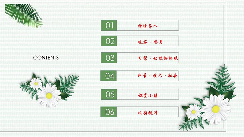 1.3.1 细胞通过分裂产生新细胞 （跟踪训练）（含答案） 2024-2025学年七年级生物上学期同步课件+分层练（2024人教版）02