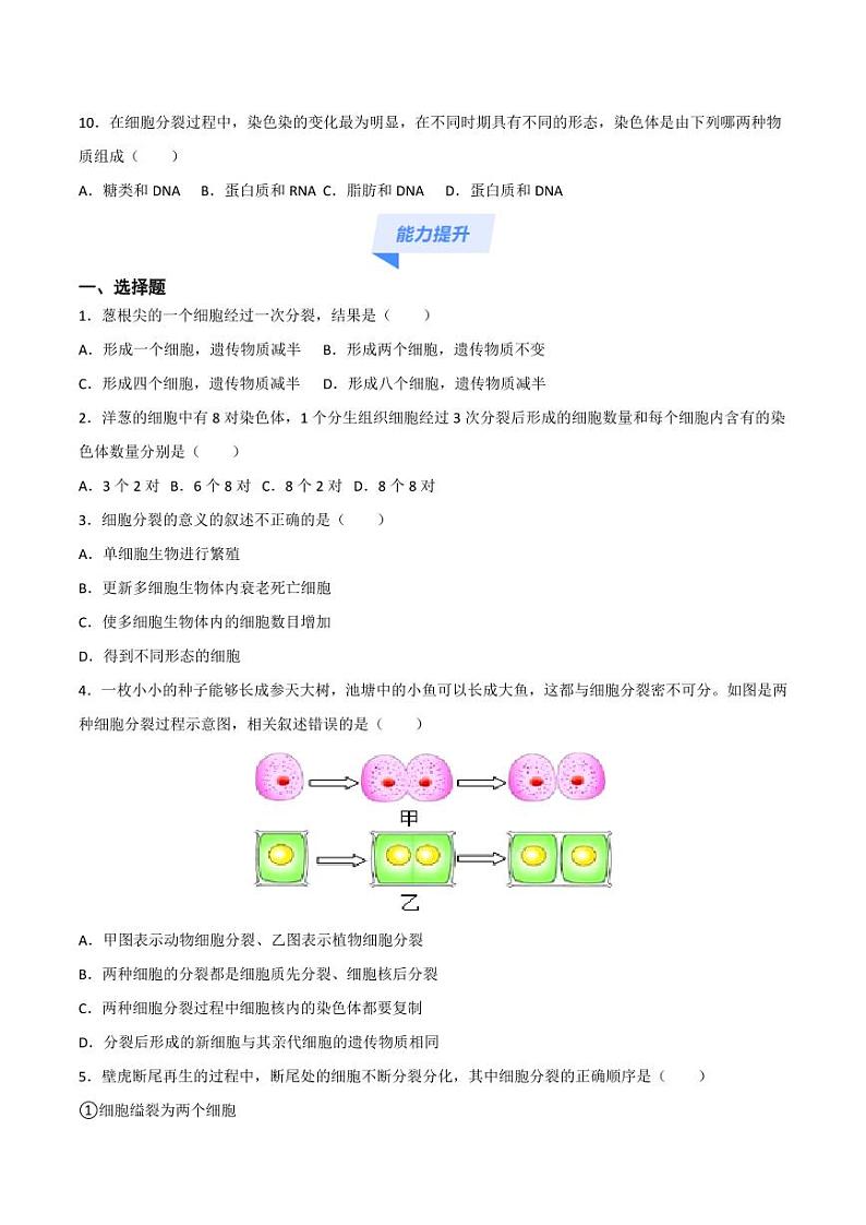 1.3.1 细胞通过分裂产生新细胞 （跟踪训练）（含答案） 2024-2025学年七年级生物上学期同步课件+分层练（2024人教版）03