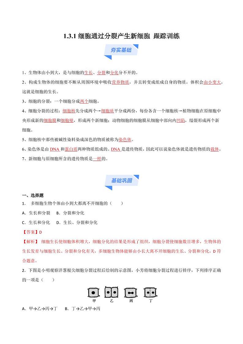 1.3.1 细胞通过分裂产生新细胞 （跟踪训练）（含答案） 2024-2025学年七年级生物上学期同步课件+分层练（2024人教版）01