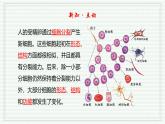 1.3.2 动物体的结构层次（跟踪训练）（含答案） 2024-2025学年七年级生物上学期同步课件+分层练（2024人教版）