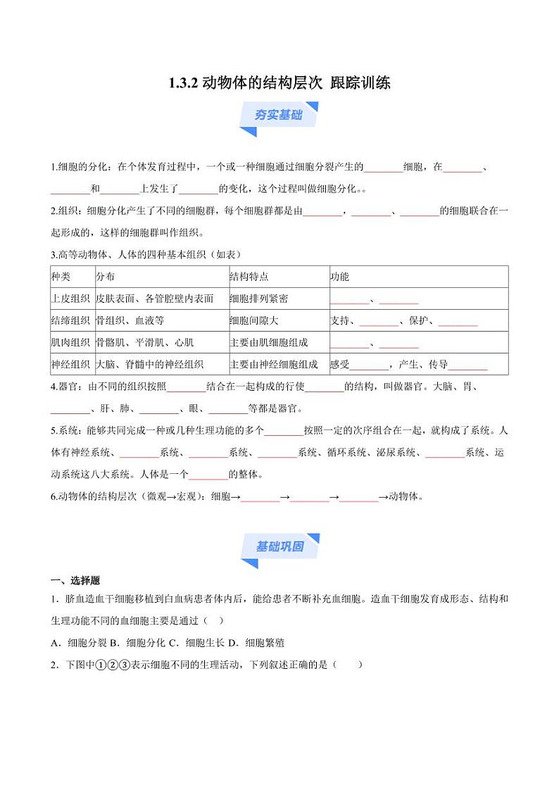 1.3.2 动物体的结构层次（跟踪训练）（含答案） 2024-2025学年七年级生物上学期同步课件+分层练（2024人教版）01