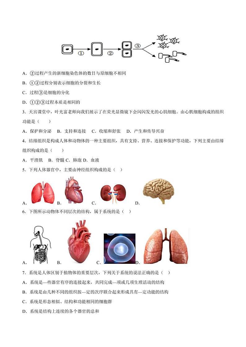 1.3.2 动物体的结构层次（跟踪训练）（含答案） 2024-2025学年七年级生物上学期同步课件+分层练（2024人教版）02