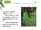【核心素养】济南版（2024）生物七年级上册 开学第1课——致同学们（教学课件）