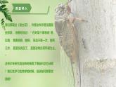【核心素养】济南版（2024）生物七年级上册 1.1.2 探究实践是研究生命现象的重要途径（教学课件+同步练习）