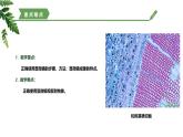 【核心素养】济南版（2024）生物七年级上册 1.1.3 研究生物学需要特定的器具（教学课件+同步练习）