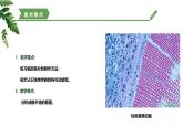 【核心素养】济南版（2024）生物七年级上册 1.2.1 细胞是生物体结构和功能的基本单位（教学课件）