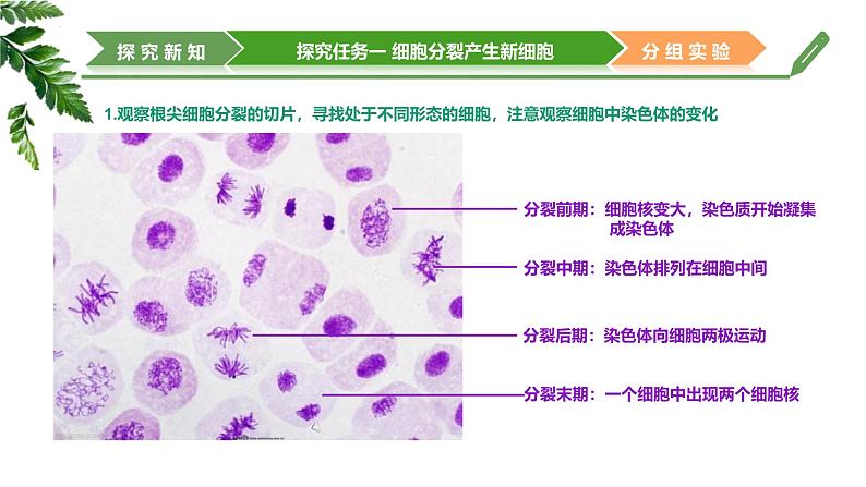 【核心素养】济南版（2024）生物七年级上册 1.2.2 细胞通过分裂和分化形成不同组织 （教学课件）08