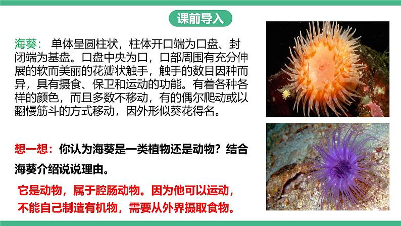 人教版八年级生物上学期  5.1.1《腔肠动物和扁形动物》课件+素材03