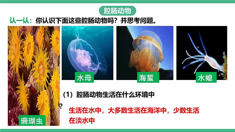 人教版八年级生物上学期  5.1.1《腔肠动物和扁形动物》课件+素材04