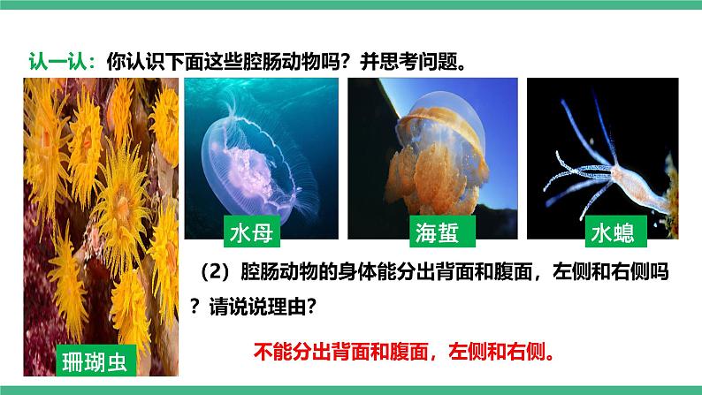 人教版八年级生物上学期  5.1.1《腔肠动物和扁形动物》课件+素材05