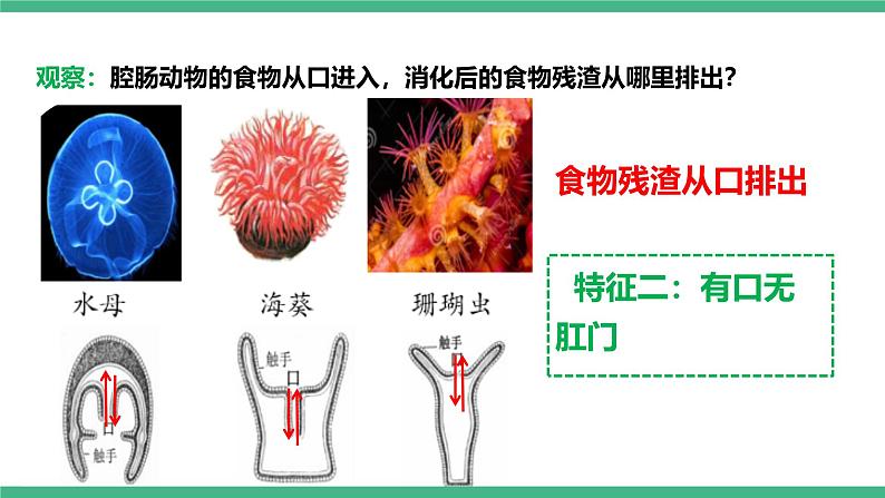 人教版八年级生物上学期  5.1.1《腔肠动物和扁形动物》课件+素材07