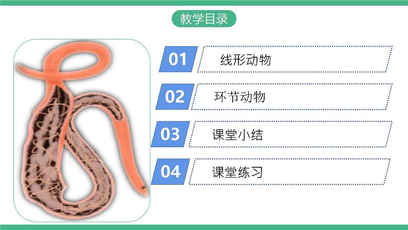 人教版八年级生物上学期  5.1.2《线形动物和环节动物》课件+素材02