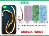 人教版八年级生物上学期  5.1.2《线形动物和环节动物》课件+素材