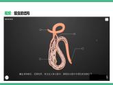 人教版八年级生物上学期  5.1.2《线形动物和环节动物》课件+素材