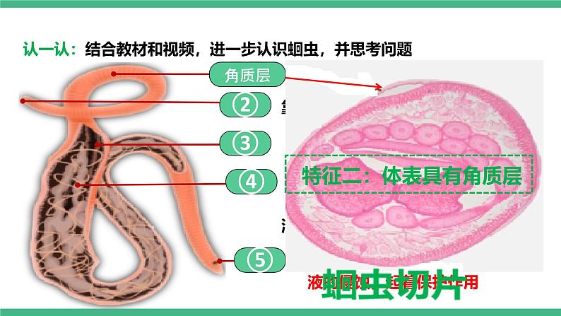 人教版八年级生物上学期  5.1.2《线形动物和环节动物》课件+素材06