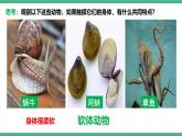 人教版八年级生物上学期  5.1.3《软体动物和节肢动物》课件+素材
