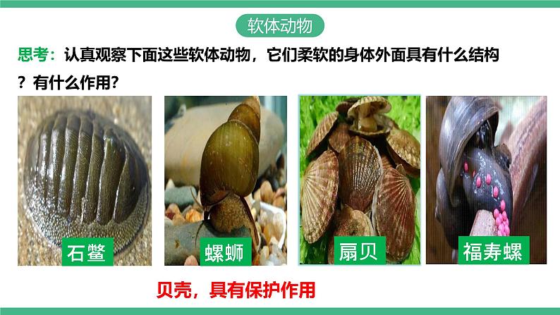 人教版八年级生物上学期  5.1.3《软体动物和节肢动物》课件+素材05