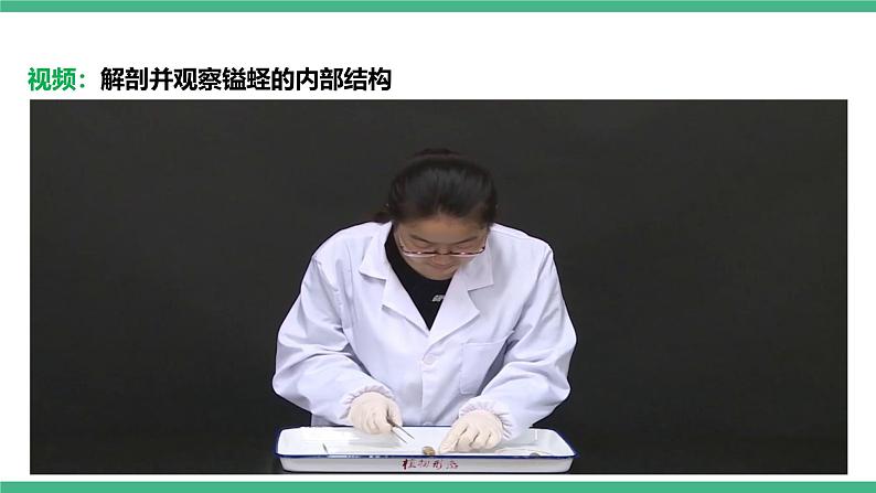 人教版八年级生物上学期  5.1.3《软体动物和节肢动物》课件+素材08