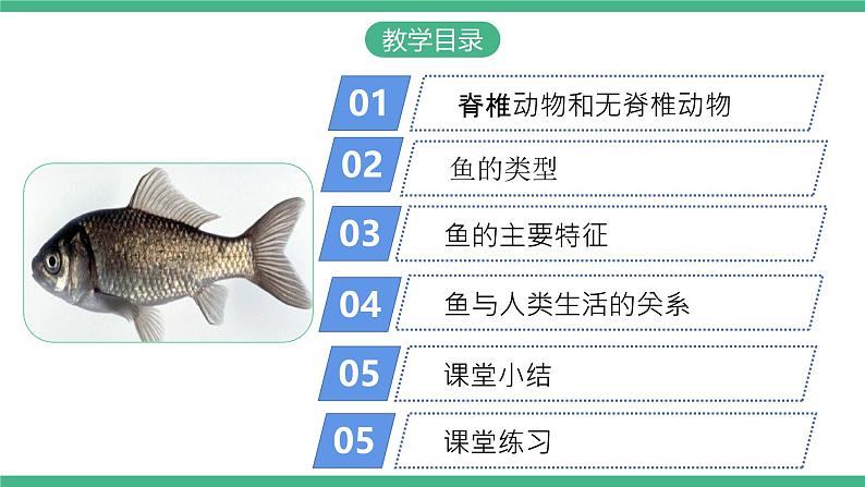 人教版八年级生物上学期  5.1.4《鱼》课件+素材02