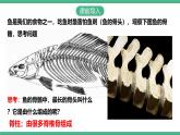 人教版八年级生物上学期  5.1.4《鱼》课件+素材