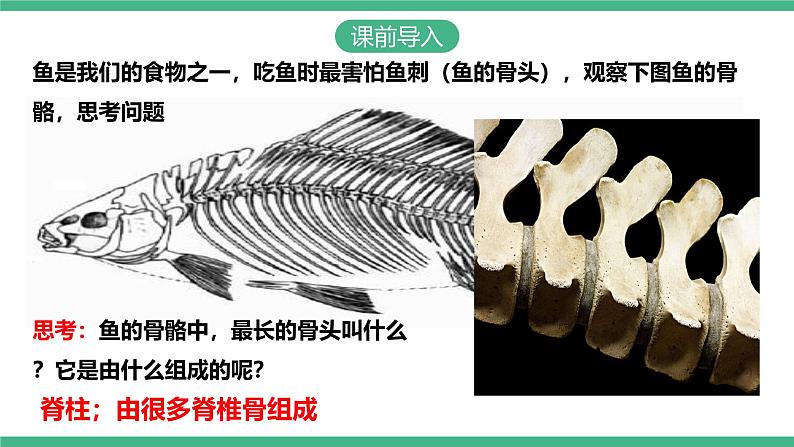 人教版八年级生物上学期  5.1.4《鱼》课件+素材03