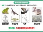 人教版八年级生物上学期  5.1.4《鱼》课件+素材
