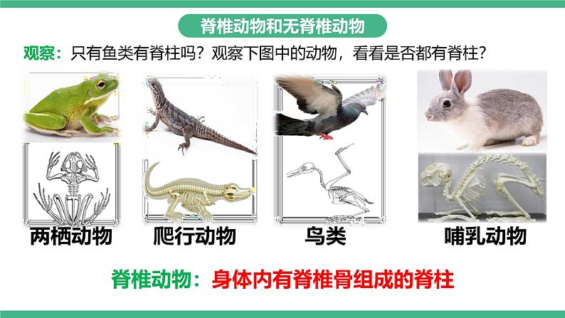 人教版八年级生物上学期  5.1.4《鱼》课件+素材04