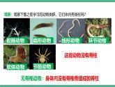 人教版八年级生物上学期  5.1.4《鱼》课件+素材