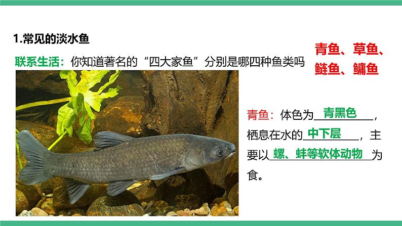 人教版八年级生物上学期  5.1.4《鱼》课件+素材08