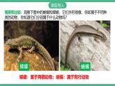 人教版八年级生物上学期  5.1.5《两栖动物和爬行动物》课件+素材