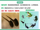 人教版八年级生物上学期  5.1.5《两栖动物和爬行动物》课件+素材