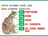 人教版八年级生物上学期  5.1.5《两栖动物和爬行动物》课件+素材