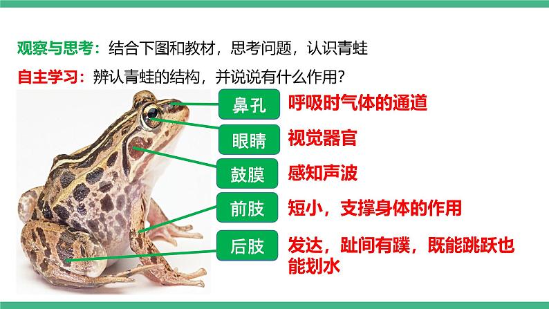 人教版八年级生物上学期  5.1.5《两栖动物和爬行动物》课件+素材05