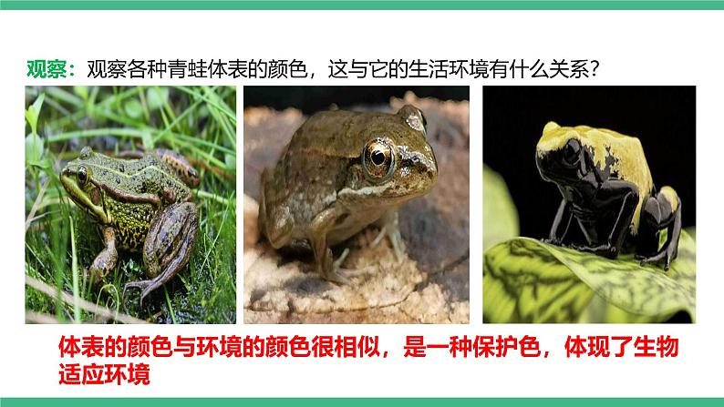 人教版八年级生物上学期  5.1.5《两栖动物和爬行动物》课件+素材06