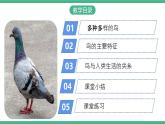 人教版八年级生物上学期  5.1.6《鸟》课件+素材