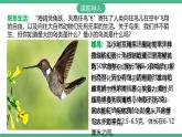人教版八年级生物上学期  5.1.6《鸟》课件+素材