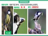 人教版八年级生物上学期  5.1.6《鸟》课件+素材