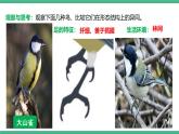 人教版八年级生物上学期  5.1.6《鸟》课件+素材